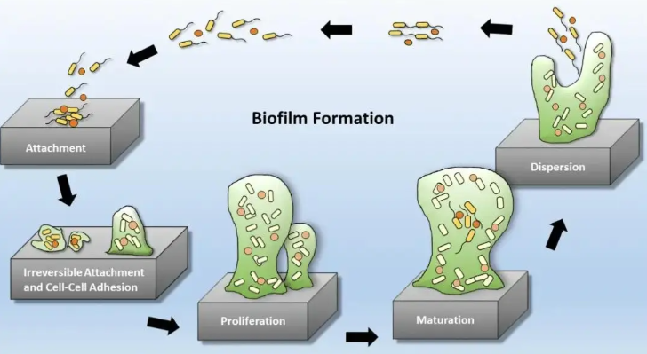 純化水系統(tǒng)生物膜的形成機(jī)制、檢測方法與去除